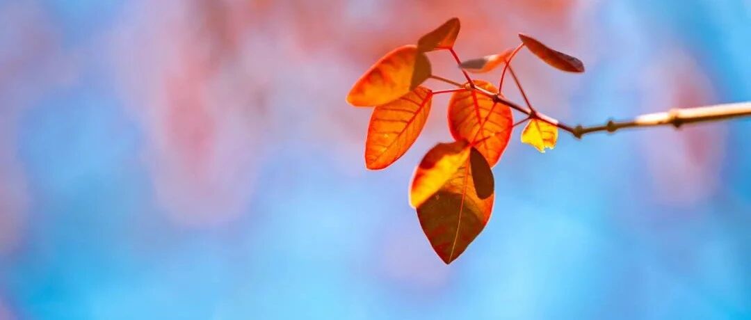 12岁女孩血脂竟然爆表！除了吃药，有哪些食物可以降甘油三酯？