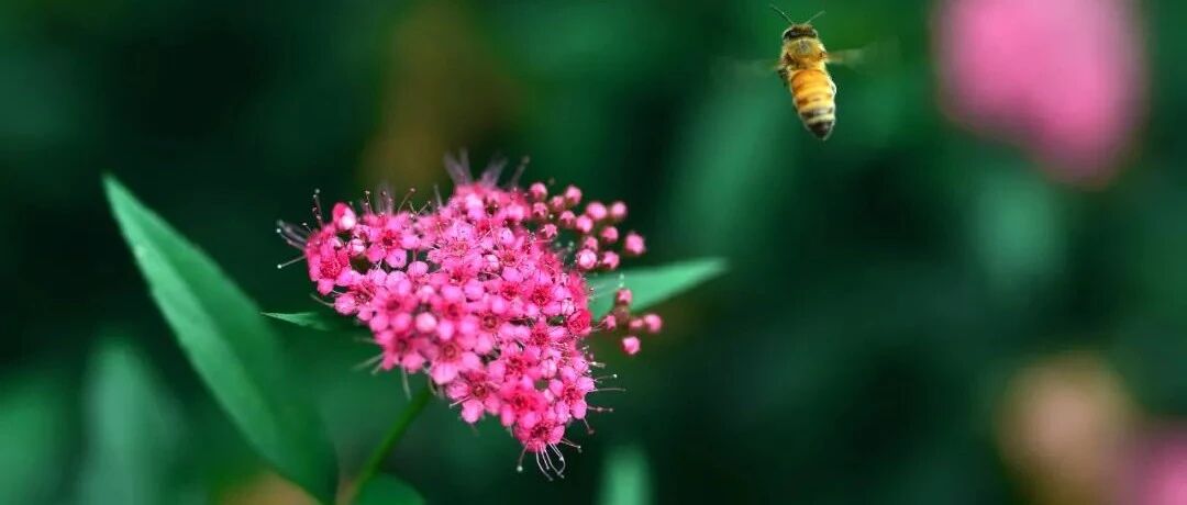 暴发性心肌炎来势汹汹，请收好这份诊治手册！
