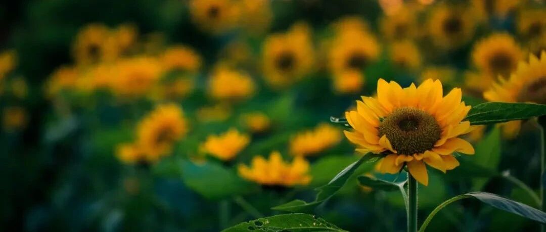 致命的急性胸痛怎么鉴别？试试这几招