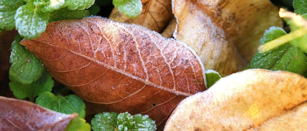 辅酶Q10，传说中的神药到底有多神？