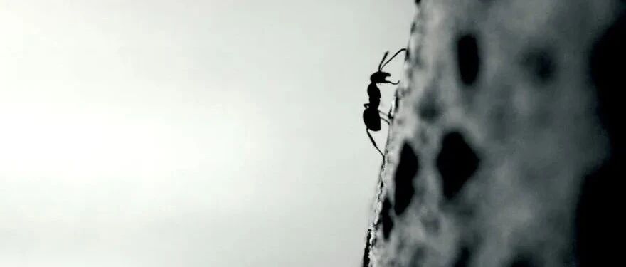 蚂蚁“咬”出的心脏病