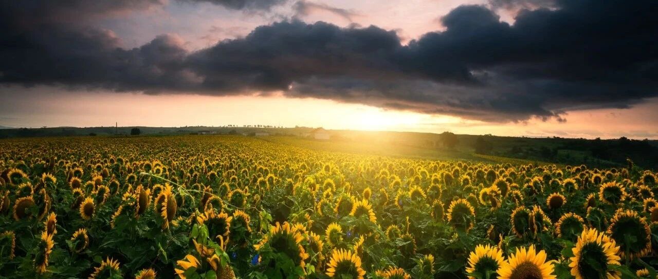 舌尖上的血压——不用药物控制高血压的秘密！