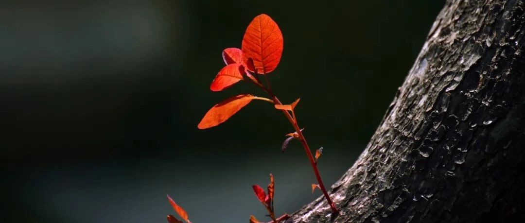 难治性高血压诊治，专家为你划重点！