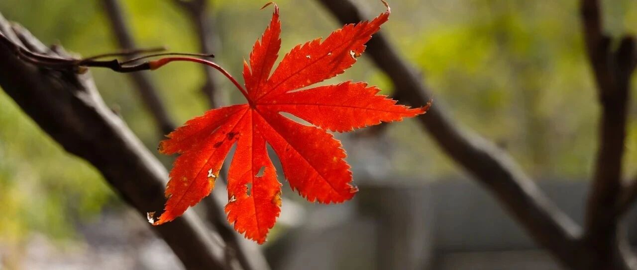 14岁女孩心动过速后，却出现了心梗的心电图｜识“图”寻踪