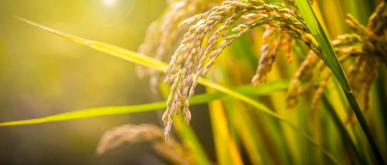 教你一招，记住感染性心内膜炎纷繁复杂的症状