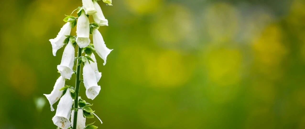 “天使”还是“魔鬼”：洋地黄类药物，你用对了吗？