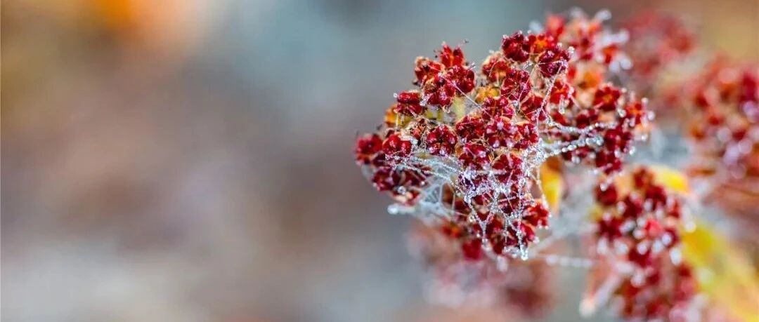 2021年度心血管进展：瓣膜性心脏病