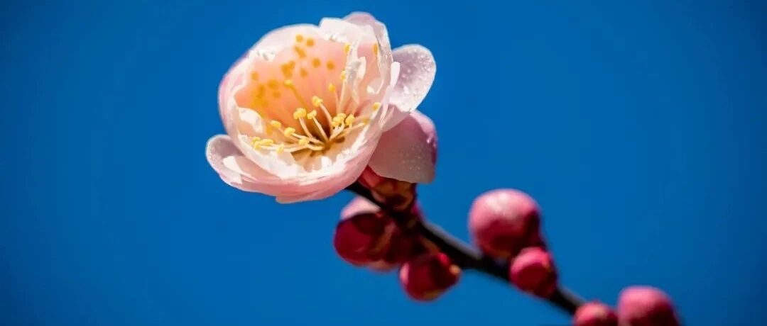 关于他汀的安全性和疗效，权威期刊综述揭示真相