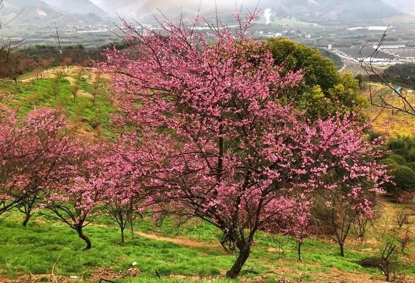 寧波周邊適合春節去的12個地方，90%的人都會錯過！ 未分類 第9張