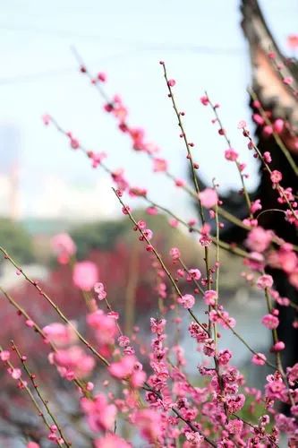 寧波周邊適合春節去的12個地方，90%的人都會錯過！ 未分類 第7張