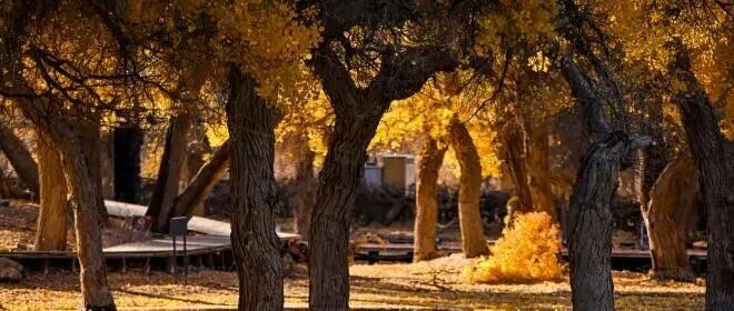 诗声音|如烟 诵:李承哲