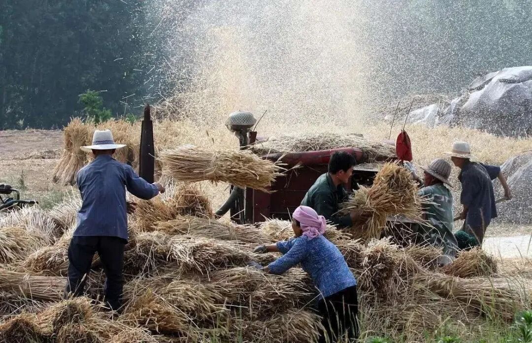 乡村记忆:30年前的收麦时节