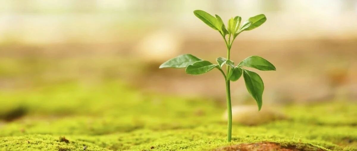 精神健康的基础——给抑郁患者的六条建议 | 专家视角