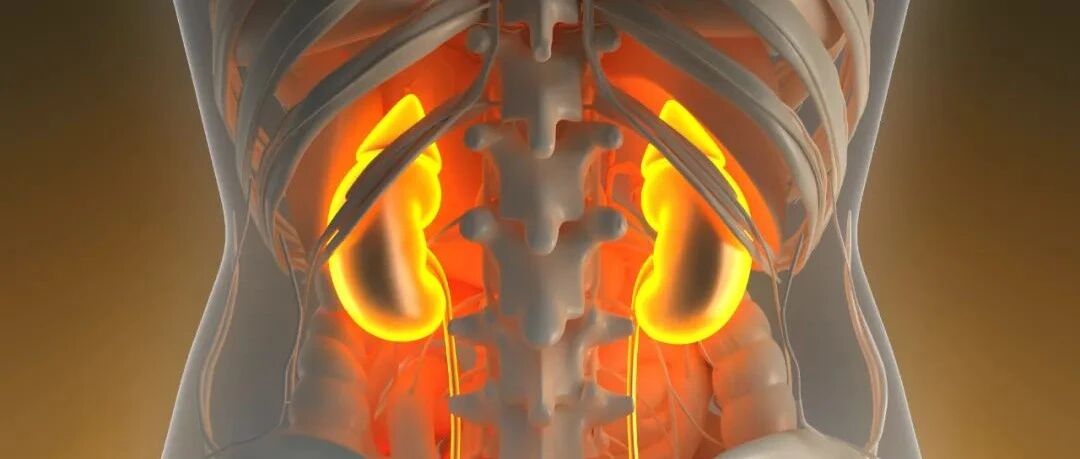 长期使用锂盐后停用，肾功能将如何变化？| 研究速递
