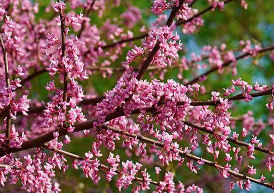 日站总结 看似娇艳 花语却十分沉重的花朵 日语学习微信公众号文章