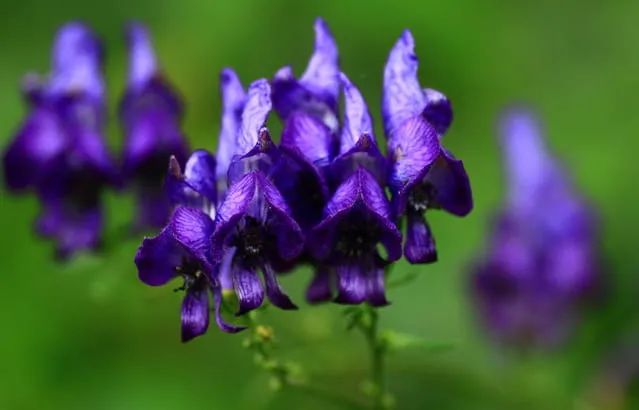 日站总结 看似娇艳 花语却十分沉重的花朵 日语学习微信公众号文章