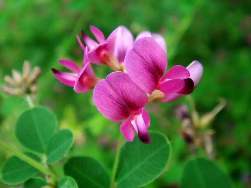 日语有多讲究 不同的花儿连 花落 的说法都不同 日语学习 微信公众号文章阅读 Wemp