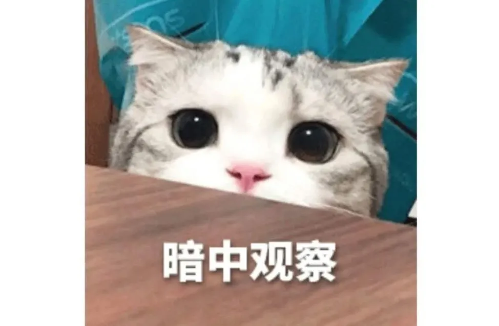 考研常考的与“猫咪”相关的日语惯用句，你知道几句？