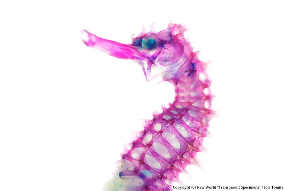 日本艺术家制作的透明骨骼标本惊艳全网 网友 太厉害 日语学习微信公众号文章