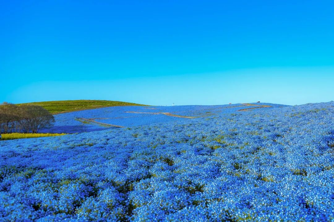 最新日本都道府县魅力榜公布 连续7年垫底的茨城县今年竟然 日语学习微信公众号文章