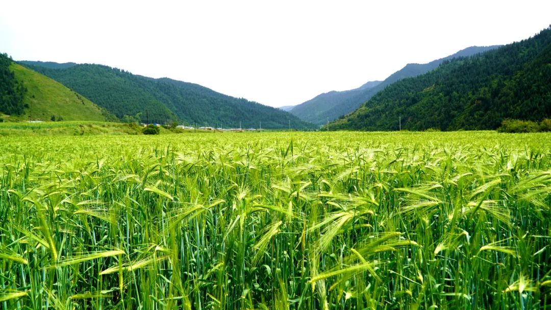 卓尼:在希望的田野上,打造道地药谷和青稞标准化种植基地