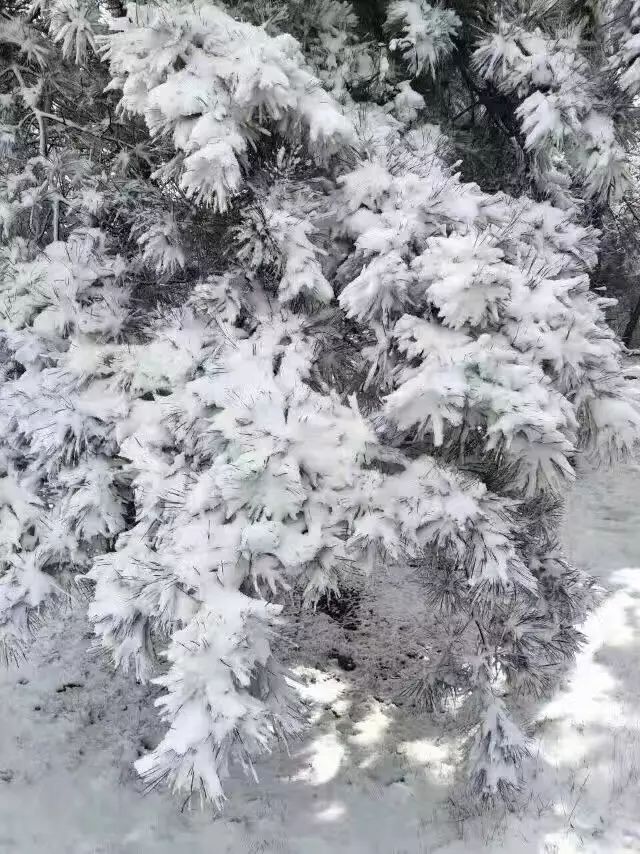 說好的春天卻要降霜凍濟南週末的天氣看了男默女淚