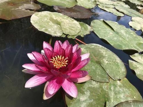 免费赏花 包头这里的睡莲开了 包头日报 微信公众号文章阅读 Wemp