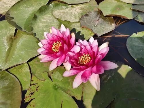 免费赏花 包头这里的睡莲开了 包头日报 微信公众号文章阅读 Wemp