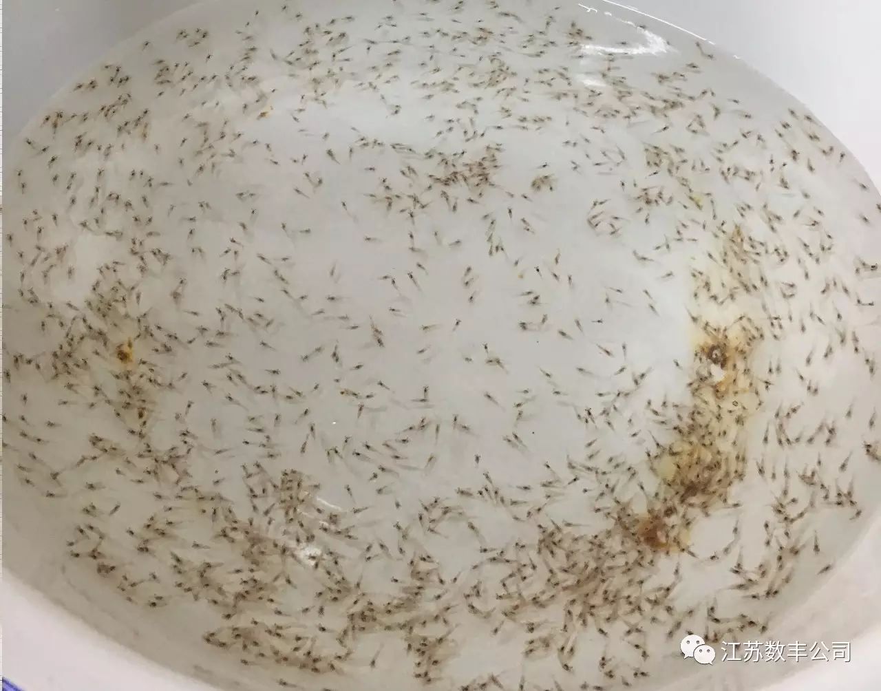 祝贺江苏数丰公司首批国梁牌罗氏沼虾苗发货