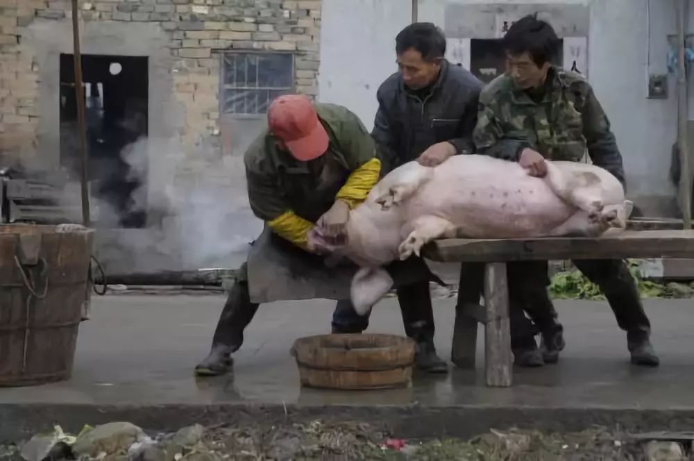 恐怖！三名屠戶非法殺豬500餘頭，還網購豬肉檢疫章 靈異 第4張