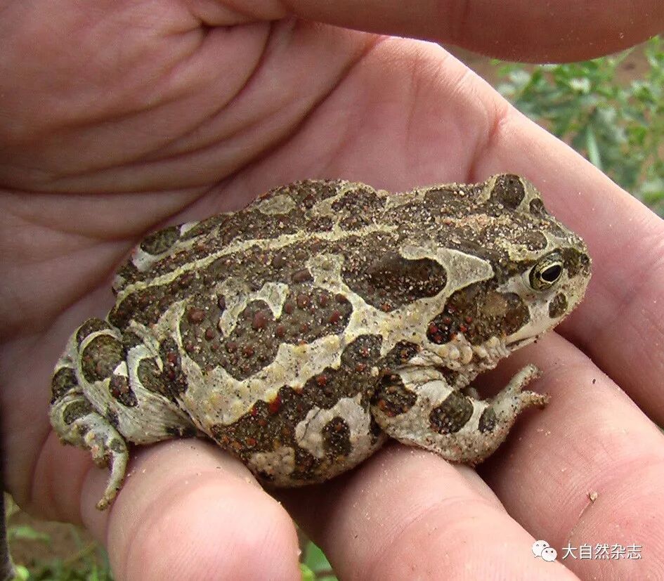 不可貌相的湿地精灵——花背蟾蜍