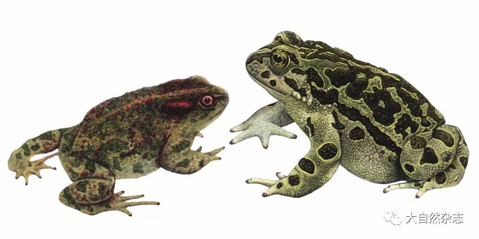 蟾 背面色斑鲜艳,整个背面 黄白色,上面有明显的 浅绿色或棕黑色花斑