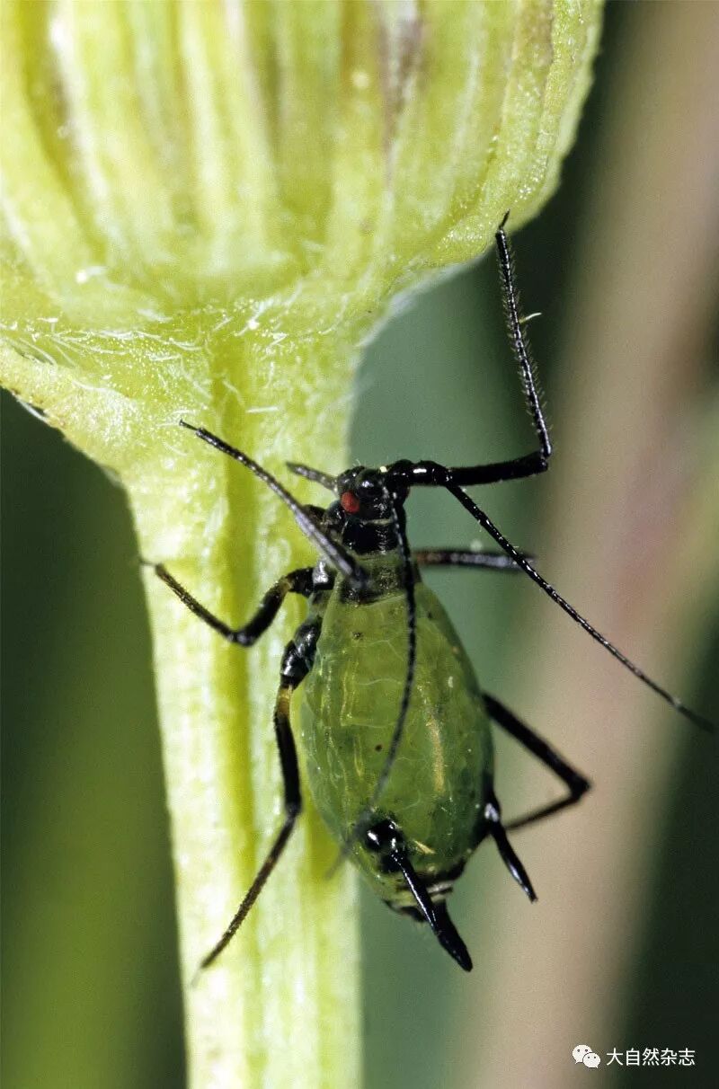 介体昆虫 传播植物病毒的帮凶 大自然杂志 微信公众号文章阅读 Wemp