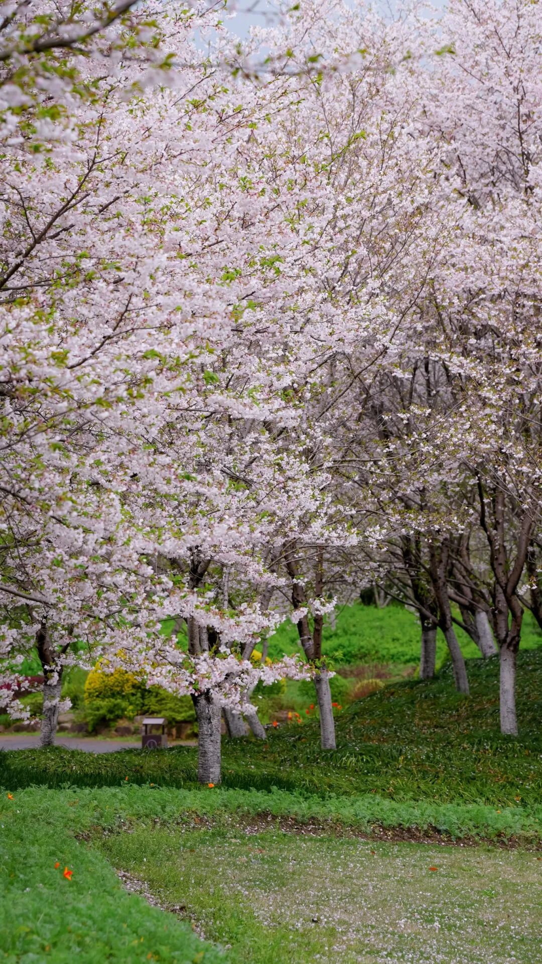 DSC05025.jpg