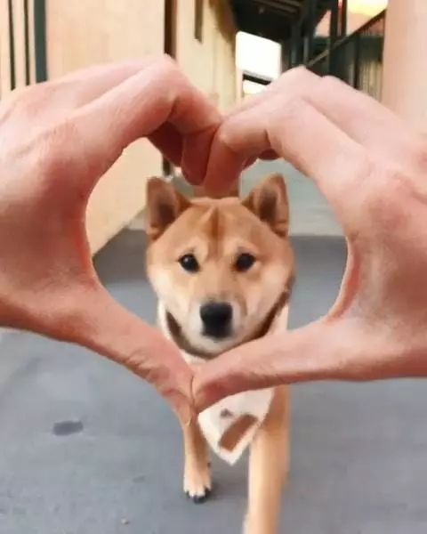 可爱的小柴犬有强迫症 看到主人手上有圈圈 就会把头塞进去圈里 巨小萌 微信公众号文章阅读 Wemp