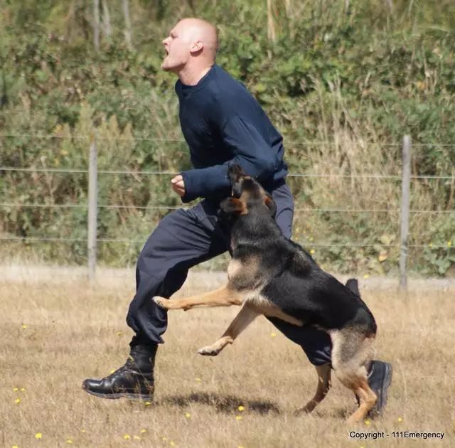 辟谣 还说狗狗不咬人 没有绝不咬人的犬种 狗狗咬人都有原因的 巨小萌 微信公众号文章阅读