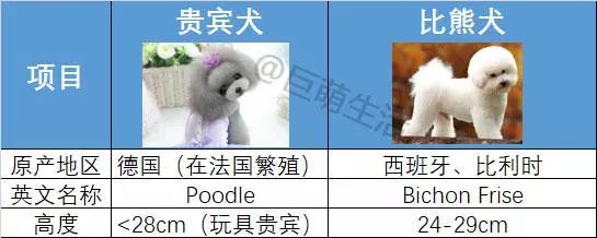 全面分析贵宾犬和比熊犬的区别 贵宾和比熊应该怎么选择 巨小萌 微信公众号文章阅读 Wemp