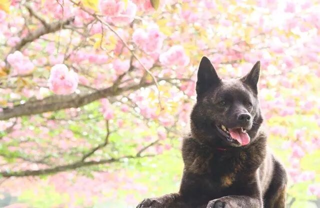 只知道柴犬和秋田 日本的狗狗不止这么少 他们有六大天然纪念物 巨小萌 微信公众号文章阅读 Wemp