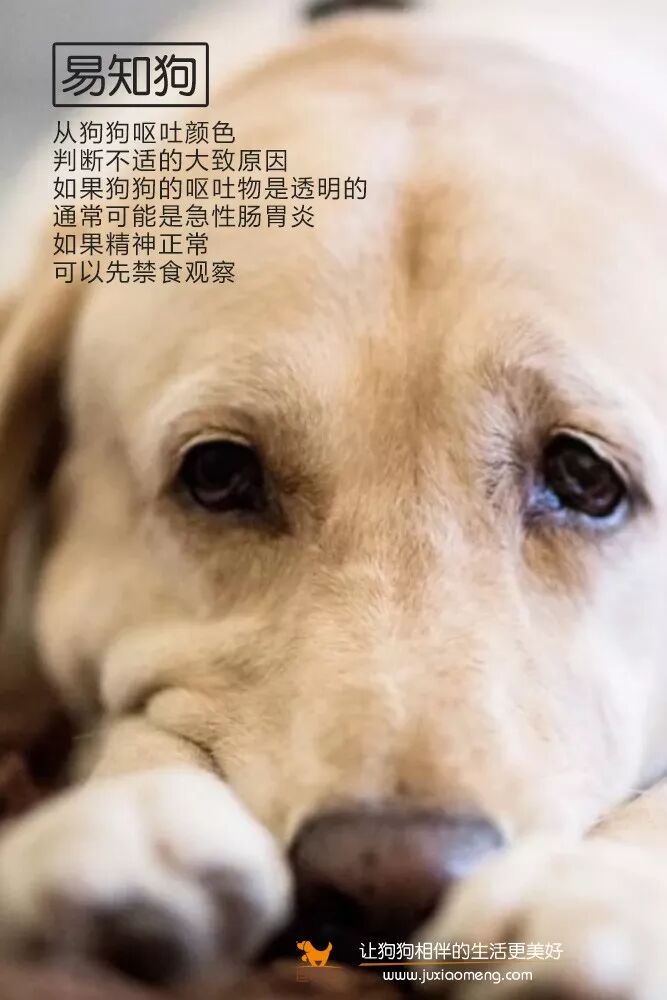 易知狗 如果狗狗的呕吐物是透明的 巨小萌 微信公众号文章阅读 Wemp
