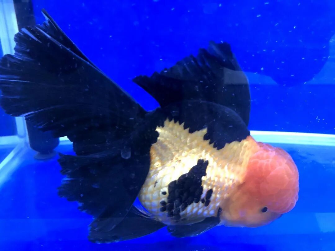 金鱼集聚“斗美”，你最中意那一条？