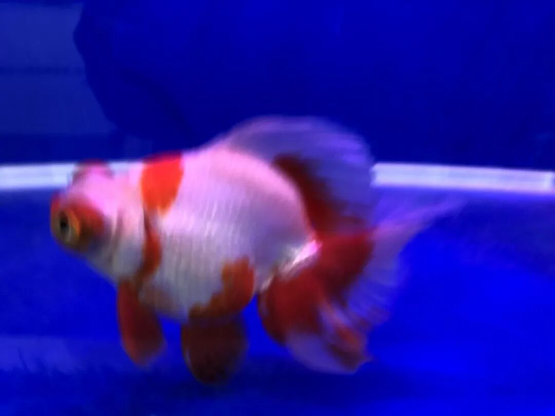 金鱼集聚“斗美”，你最中意那一条？