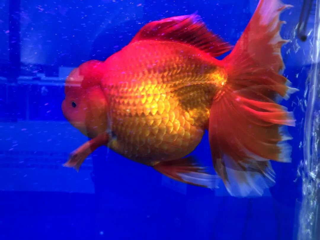 金鱼集聚“斗美”，你最中意那一条？