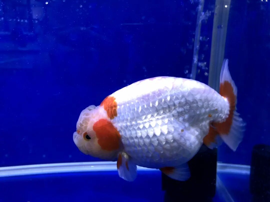 金鱼集聚“斗美”，你最中意那一条？