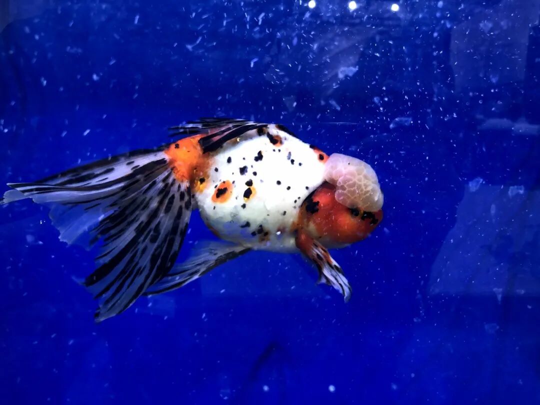 金鱼集聚“斗美”，你最中意那一条？