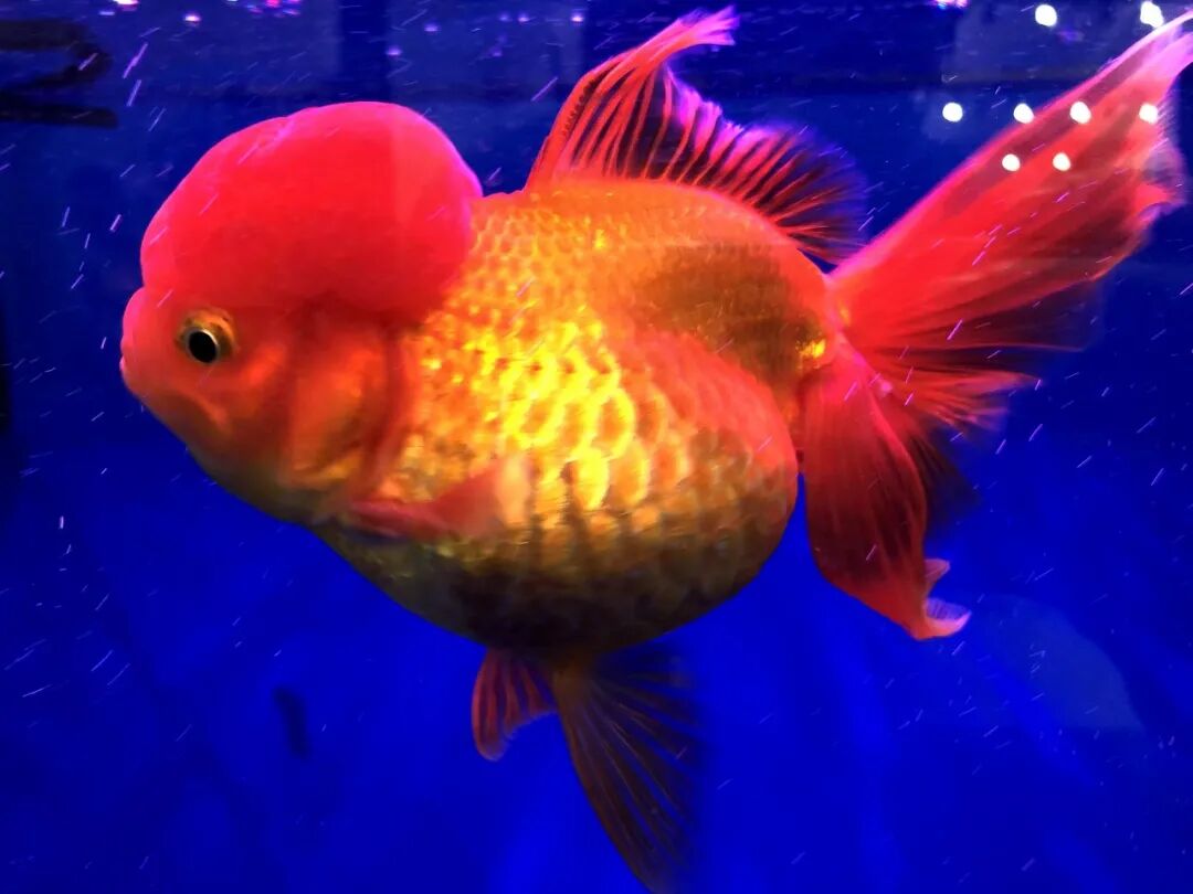 金鱼集聚“斗美”，你最中意那一条？