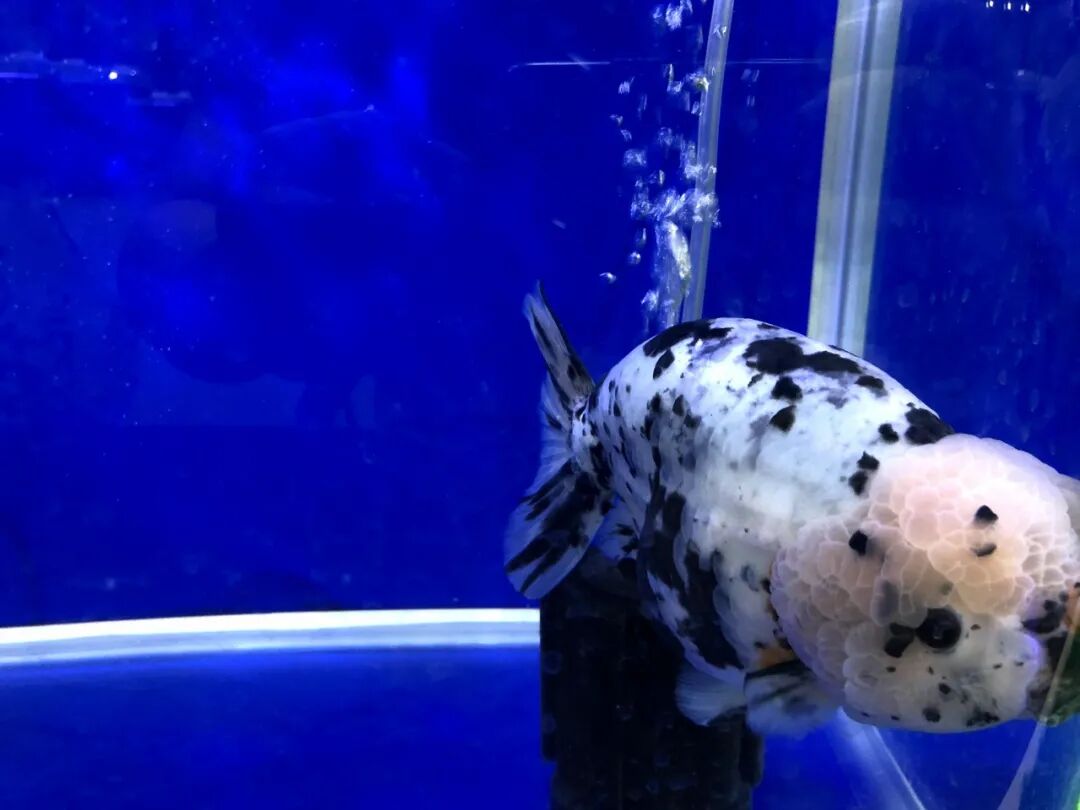 金鱼集聚“斗美”，你最中意那一条？