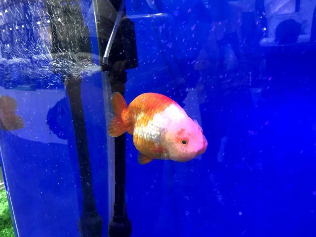 金鱼集聚“斗美”，你最中意那一条？