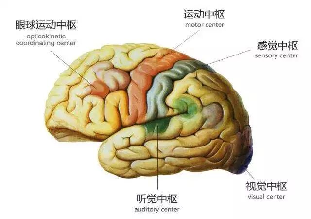 超专业分析，儿童成长为什么离不开感觉统合了！