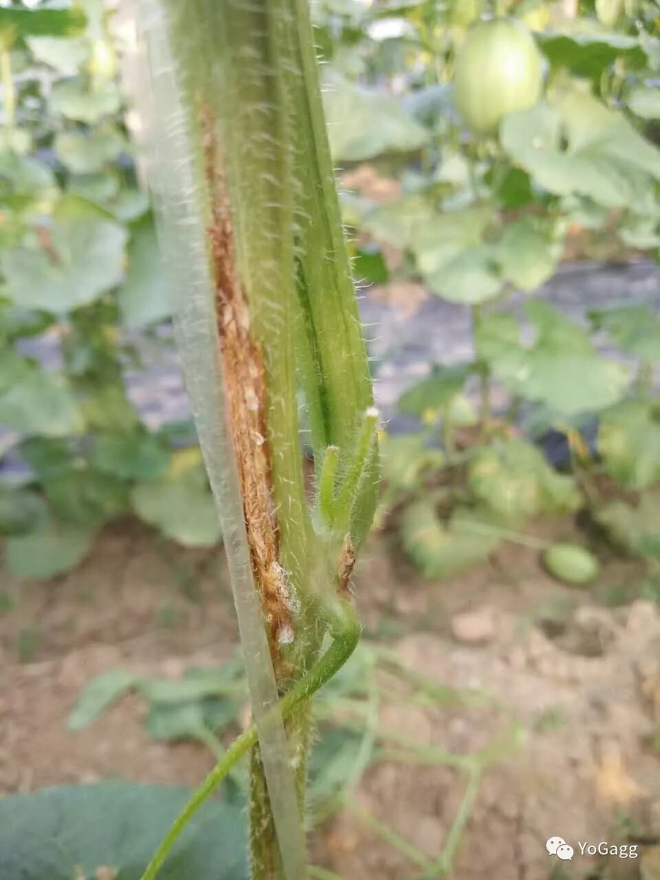 葡迪"真灵"——蔓枯病的克星,农户增产的福音