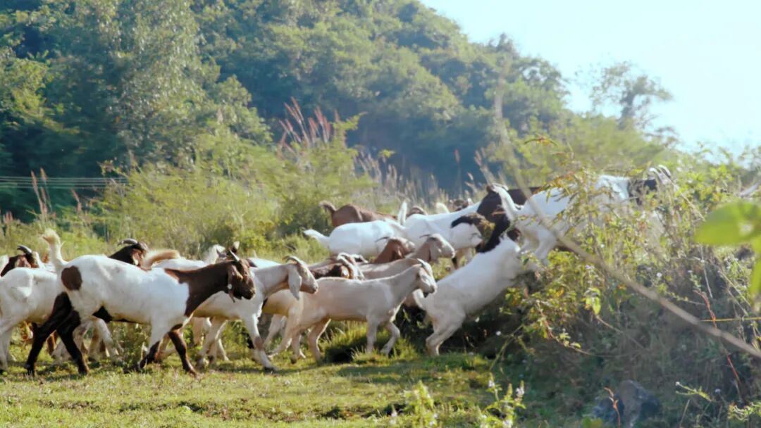桥头石山羊成群结队在山坡上觅食.